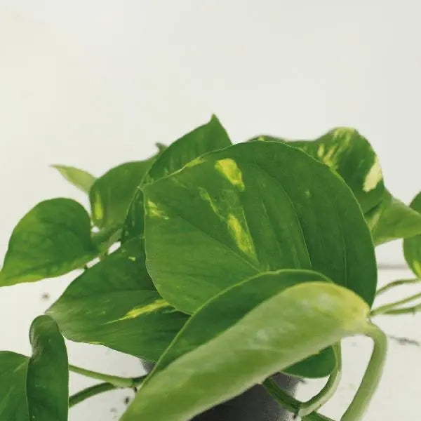 2x Epipremnum Aureum - Scindapsus - 20cm - ø12  BotanicBridge