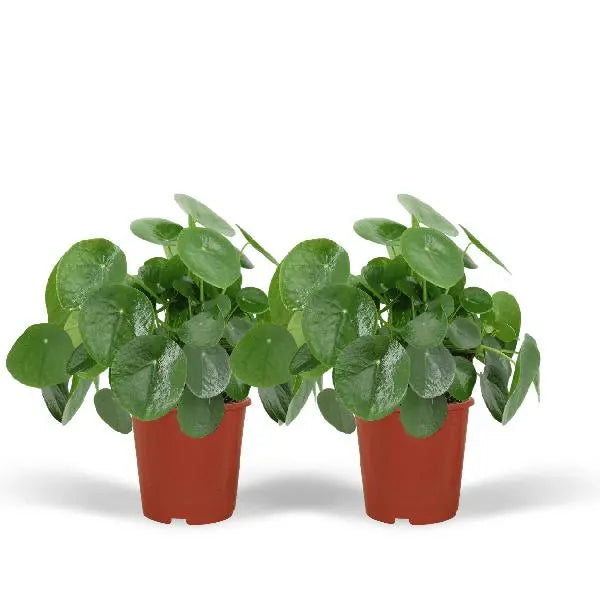 2x Pilea Peperomiodes - Pannekoekenplant - 25cm - ø15  BotanicBridge