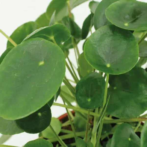 2x Pilea Peperomiodes - Pannekoekenplant - 25cm - ø15  BotanicBridge