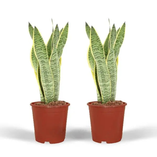 2x Sansevieria Laurentii - Vrouwentong - 40cm - ø14  BotanicBridge