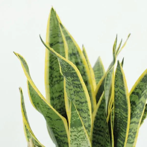 2x Sansevieria Laurentii - Vrouwentong - 40cm - ø14  BotanicBridge