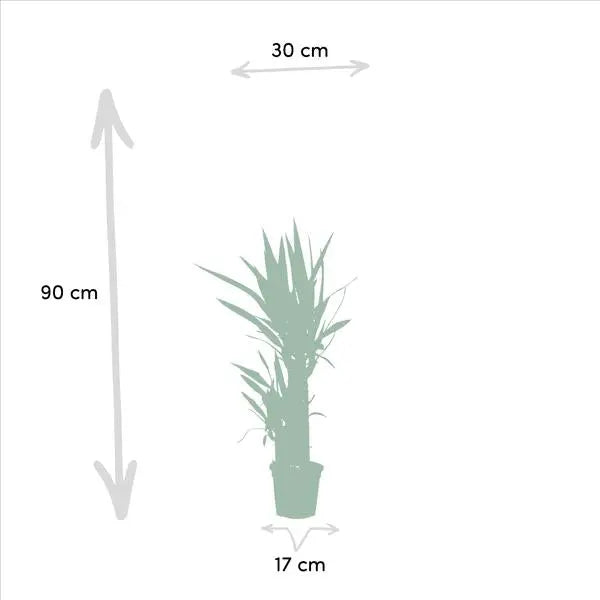 2x Yucca - ↨90cm - Ø17cm  BotanicBridge