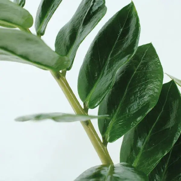 2x Zamioculcas Zamiifolia - Emerald palm - 50cm - ø14  BotanicBridge