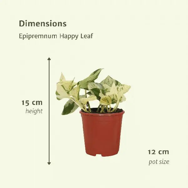 4x Epipremnum Happy Leaf - Scindapsus - 15cm - ø12  BotanicBridge