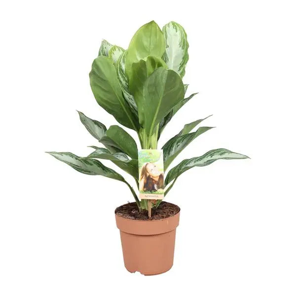 Aglaonema Silver Bay - Chinese Evergreen - Ø17cm - ↕55cm  BotanicBridge