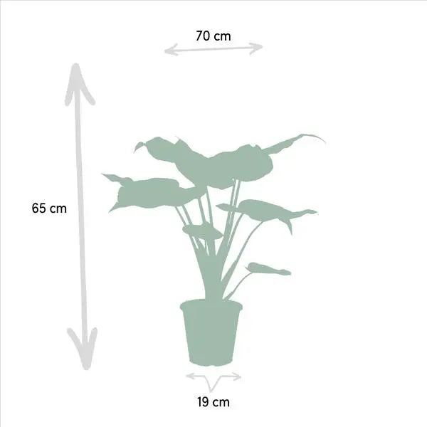 Alocasia Cucullata - Ø19cm - ↕60cm + Alocasia Lauterbachiana - Ø19cm - ↕75cm  BotanicBridge