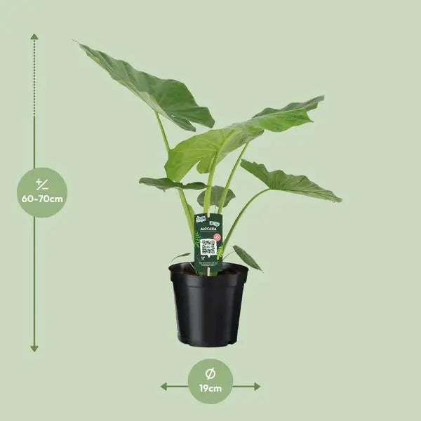 Alocasia Macrorrhiza - Ø19cm - ↕70cm  BotanicBridge