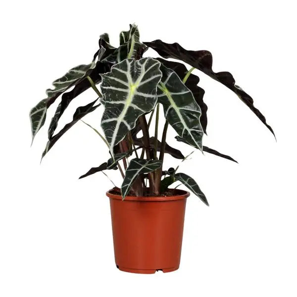 Alocasia Polly - Ø17cm - ↕45cm  BotanicBridge