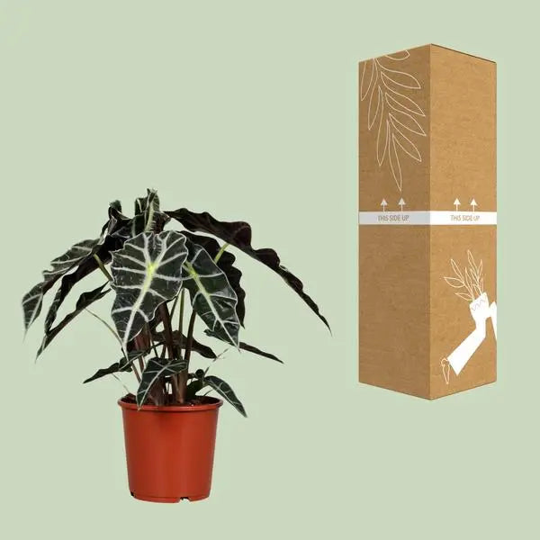 Alocasia Polly - Ø17cm - ↕45cm  BotanicBridge