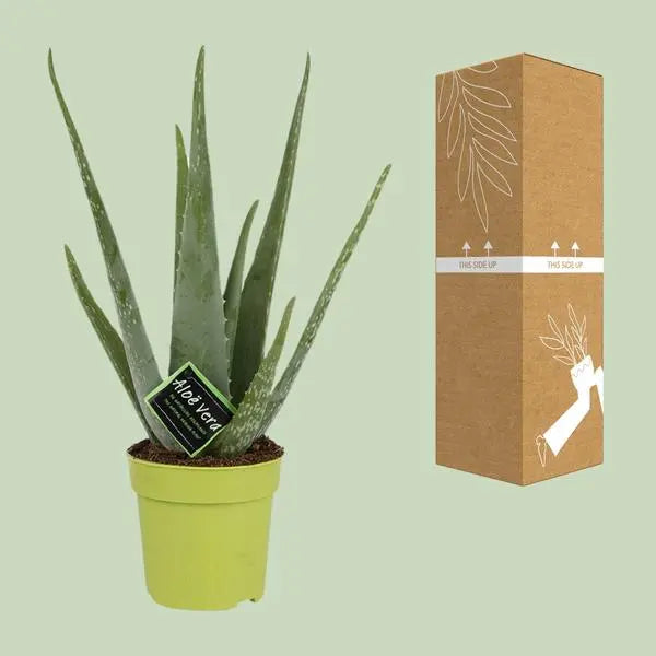 Aloe Vera - Ø12cm - ↕45cm  BotanicBridge