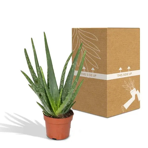 Aloe vera - Ø12cm - ↕40cm - Ø12 - ↨40cm  BotanicBridge