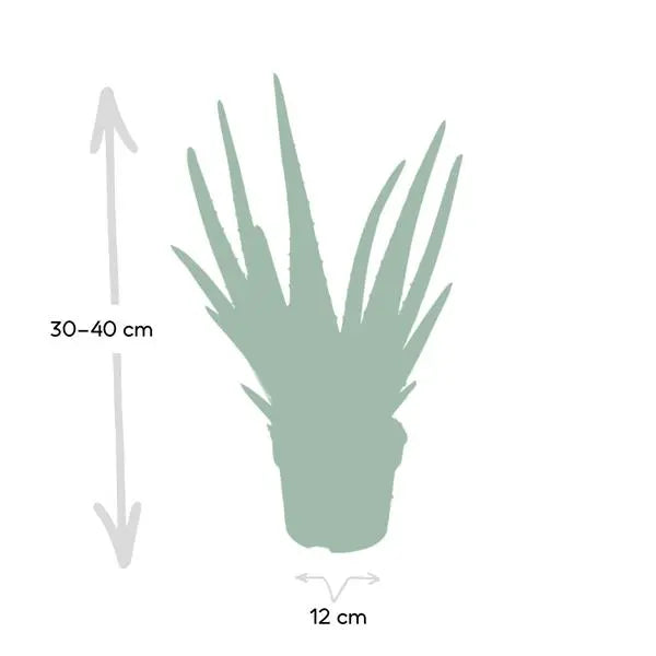 Aloe vera - Ø12cm - ↕40cm - Ø12 - ↨40cm  BotanicBridge