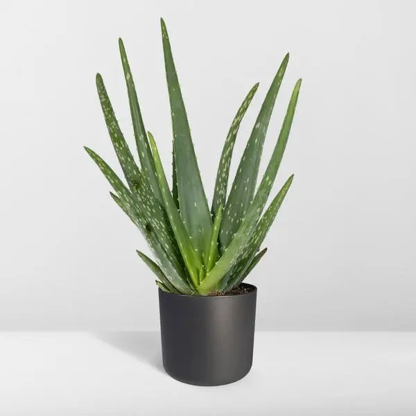 Aloe vera - Ø12cm - ↕40cm - Ø12 - ↨40cm  BotanicBridge