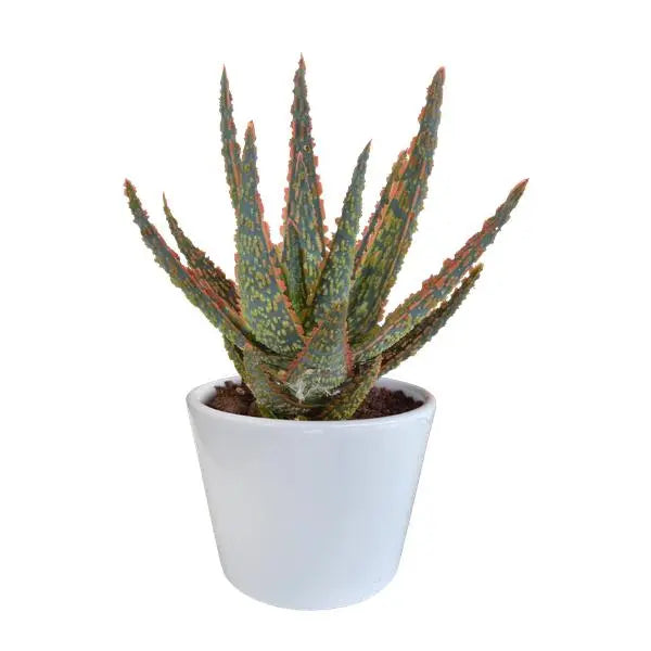 Aloë zebrina Dannyz 10,5cm - in witte pot  BotanicBridge