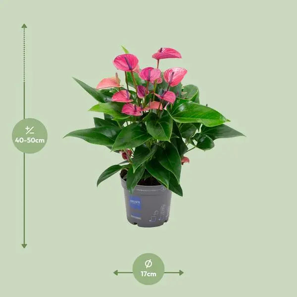 Anthurium KARMA Purple - Ø17cm - ↕50cm  BotanicBridge