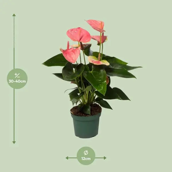 Anthurium Sweet Dream - Ø12cm - ↕35cm  BotanicBridge