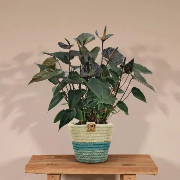 Anthurium andreanum Black Love incl. PURE mand - 45cm - Ø12  BotanicBridge