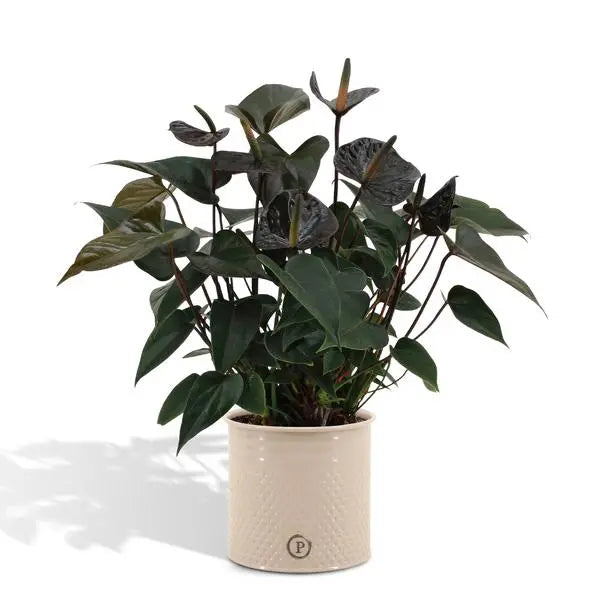 Anthurium andreanum Black Love incl. PURE zink - 45cm - Ø12  BotanicBridge