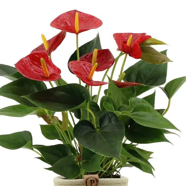 Anthurium andreanum Diamond Red incl. PURE mand - 45cm - Ø12  BotanicBridge