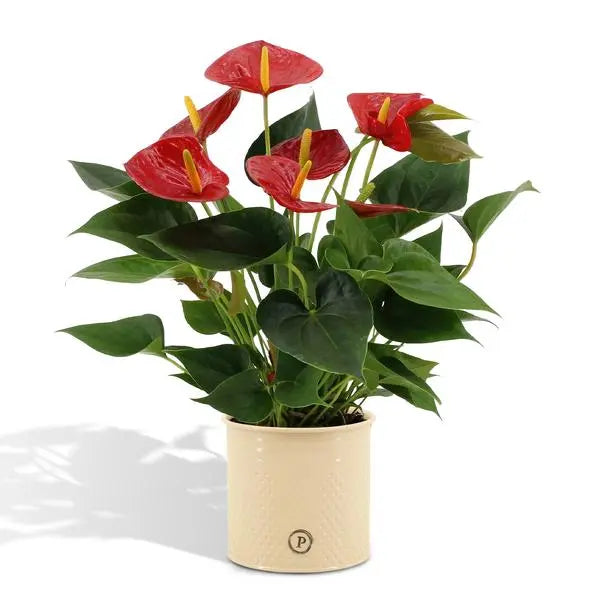 Anthurium andreanum Diamond Red incl. PURE zink - 45cm - Ø12  BotanicBridge