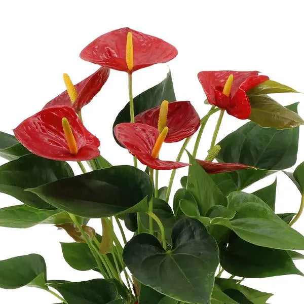 Anthurium andreanum Diamond Red incl. PURE zink - 45cm - Ø12  BotanicBridge