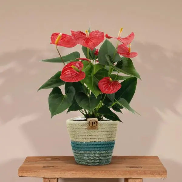 Anthurium andreanum Esudo incl. PURE mand - 45cm - Ø12  BotanicBridge