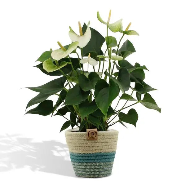 Anthurium andreanum Namora incl. PURE mand - 45cm - Ø12  BotanicBridge