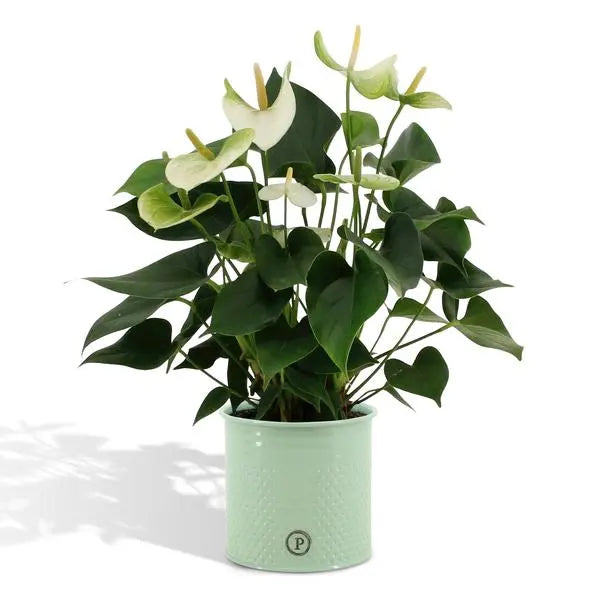 Anthurium andreanum Namora incl. PURE zink - 45cm - Ø12  BotanicBridge