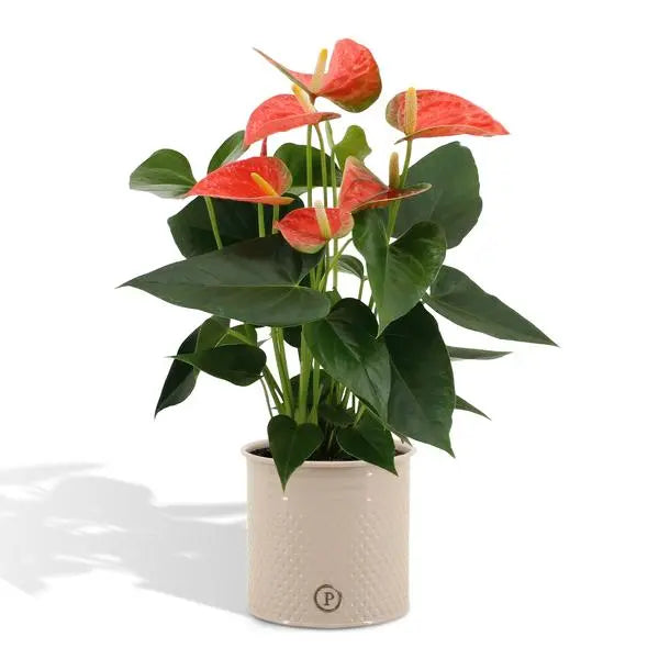 Anthurium andreanum Prince of Orange incl. PURE zink - 45cm - Ø12  BotanicBridge