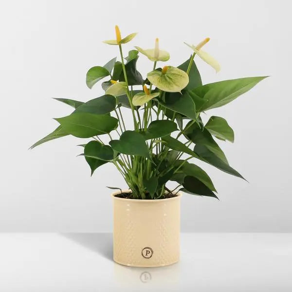 Anthurium andreanum Vanilla incl. PURE zink - 45cm - Ø12  BotanicBridge