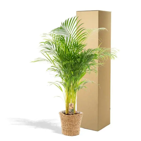 Areca met mand - ↨110cm -Ø21cm  BotanicBridge