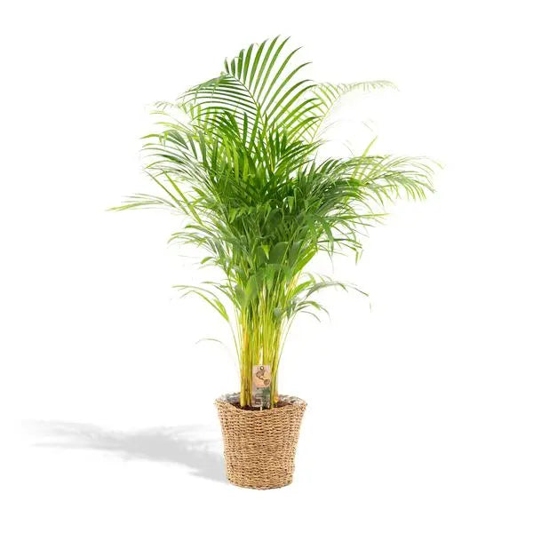 Areca met mand - ↨130cm - Ø24cm  BotanicBridge