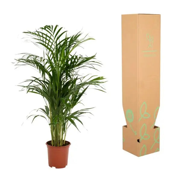 Areca palm - Ø19cm - ↕85cm  BotanicBridge