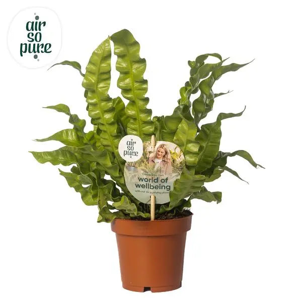 Asplenium Crispy Wave - Ø12cm - ↕25cm  BotanicBridge