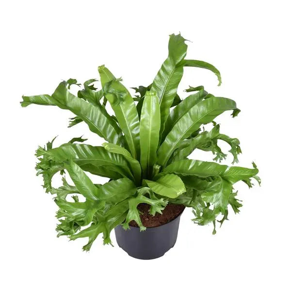 Asplenium Nidus Crissie - Ø23cm - ↕55cm  BotanicBridge