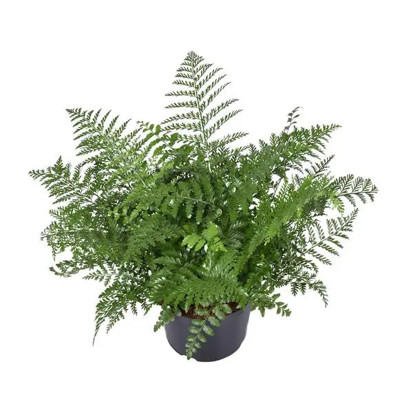 Asplenium Parvati - Ø23cm - ↕55cm  BotanicBridge