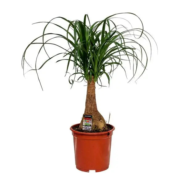 Beaucarnea Nolina - Ø19cm - ↕60cm  BotanicBridge