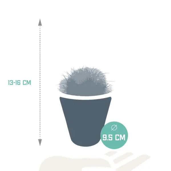 Bolcactus mix 8,5 cm | 3 stuks - in witte pot  BotanicBridge