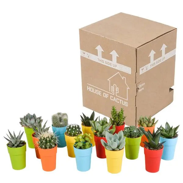 Cactus en vetplanten mix 5.5 cm | 15 stuks - in gekleurde plasticpot  BotanicBridge