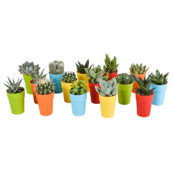 Cactus en vetplanten mix 5.5 cm | 15 stuks - in gekleurde plasticpot  BotanicBridge