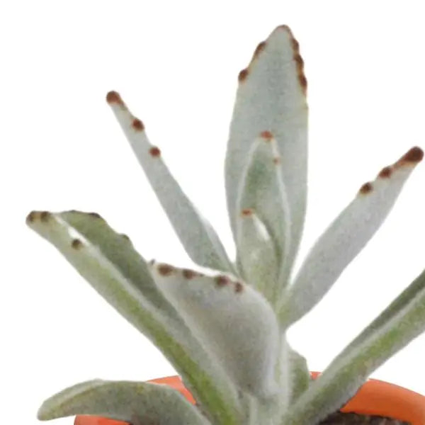 Cactus en vetplanten mix 5.5 cm | 15 stuks - in terracotta pot  BotanicBridge