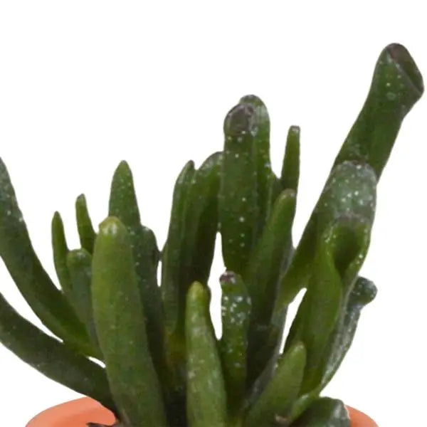 Cactus en vetplanten mix 5.5 cm | 15 stuks - in terracotta pot  BotanicBridge