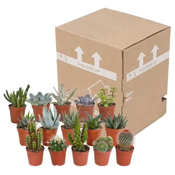 Cactus en vetplanten mix 5.5 cm | 15 stuks - zonder pot  BotanicBridge