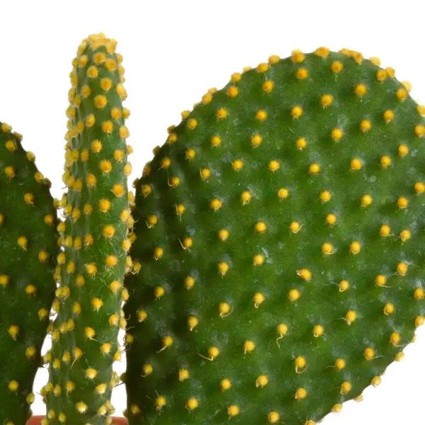 Cactus mix 10.5 cm - 3x - 12cm zonder pot  BotanicBridge