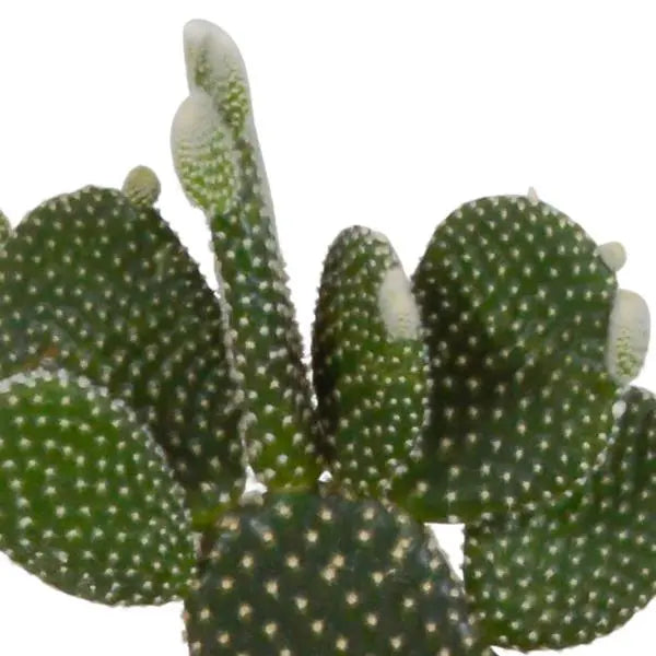 Cactus mix 10.5 cm - 3x - in witte pot  BotanicBridge