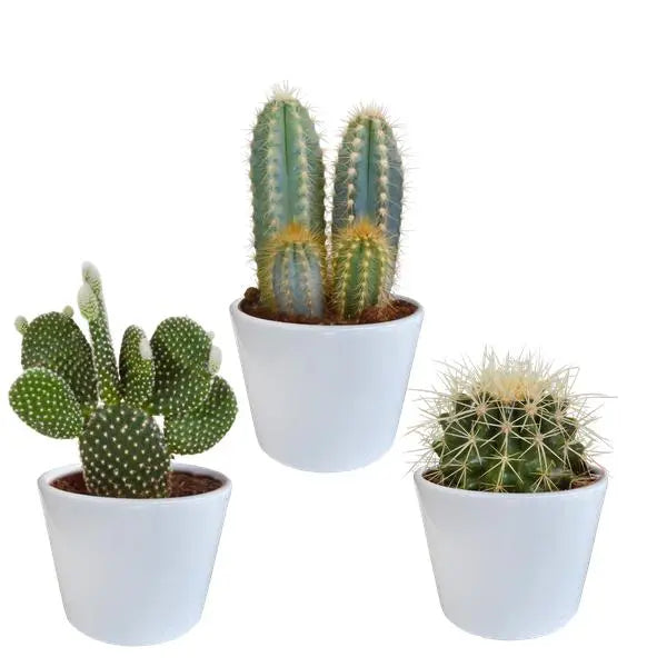 Cactus mix 10.5 cm - 3x - in witte pot  BotanicBridge