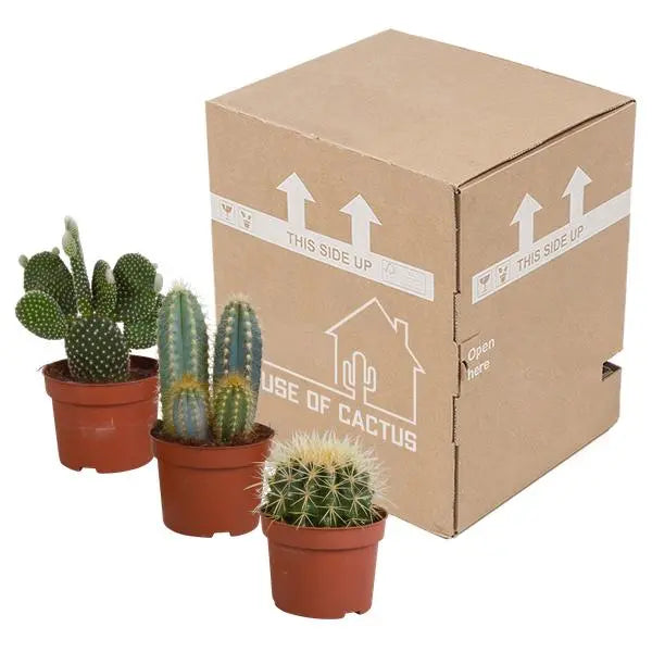 Cactus mix 10.5 cm - 3x - zonder pot  BotanicBridge