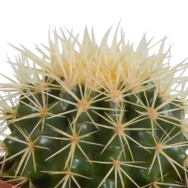 Cactus mix 10.5 cm - 3x - zonder pot  BotanicBridge