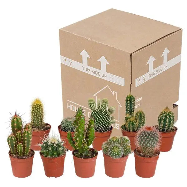 Cactus mix 5.5 cm - 10x - zonder pot  BotanicBridge