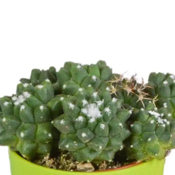 Cactus mix 5.5 cm - 5x - in gekleurde plasticpot  BotanicBridge